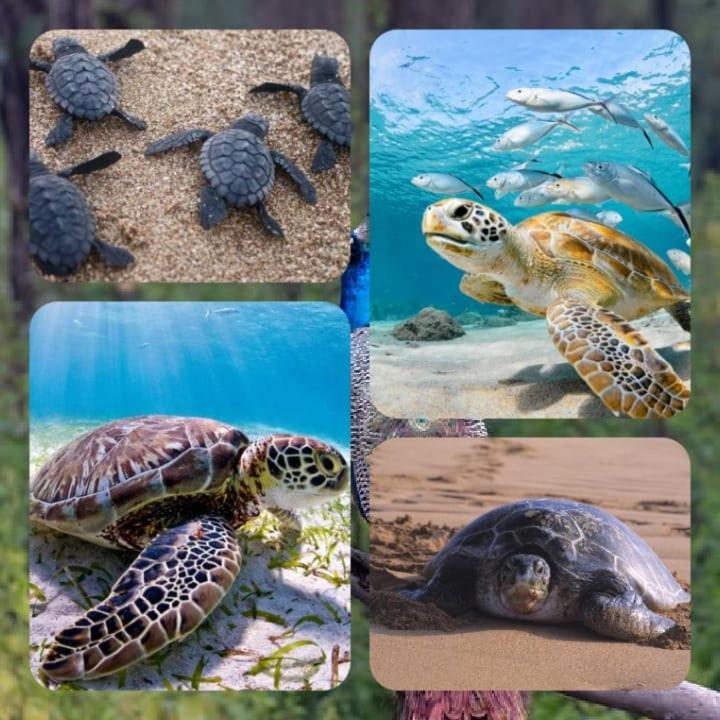 Home In The Island تانجالي المظهر الخارجي الصورة