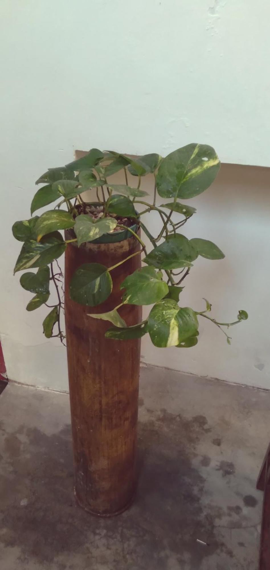 Home In The Island تانجالي المظهر الخارجي الصورة