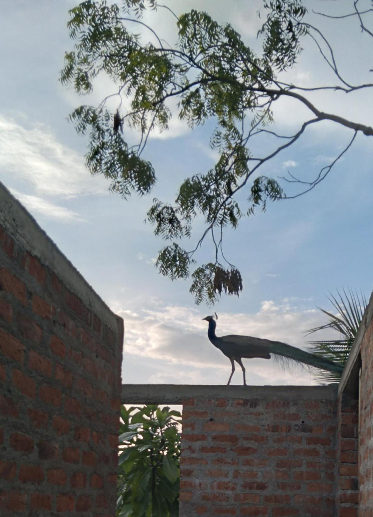 Home In The Island تانجالي المظهر الخارجي الصورة