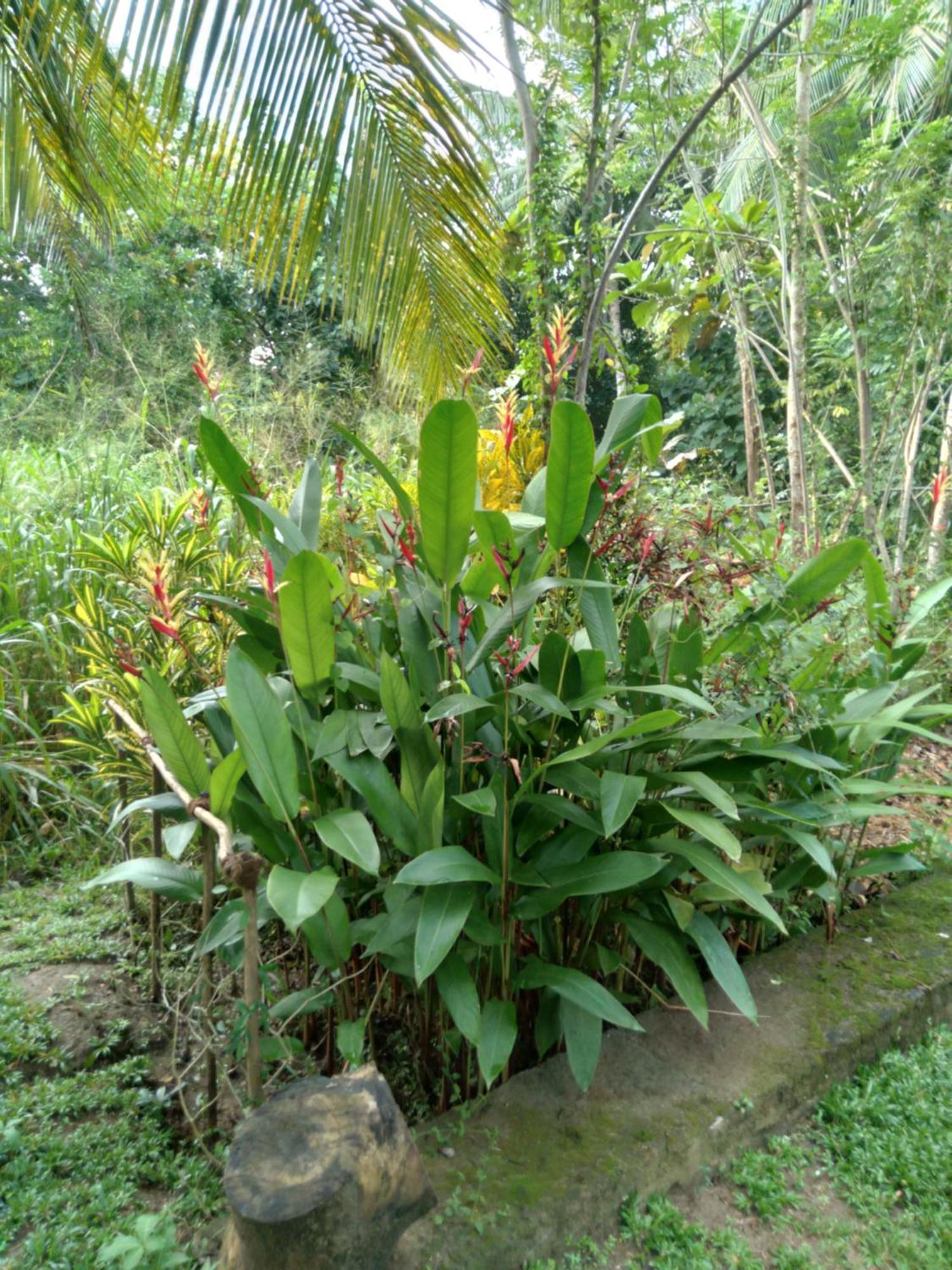 Home In The Island تانجالي المظهر الخارجي الصورة